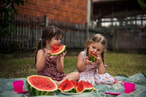 Little girls are sitting on a picnic blanket and eating watermelon. Children outside eating overripe pieces of watermelon.