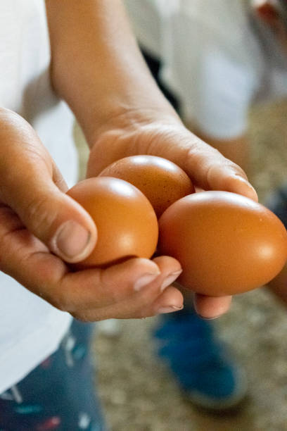 istock Fresh eggs on an organic farm 1611742809