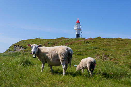 sheep and lighthouse
