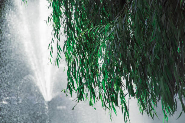 Close up of a tree against fountain