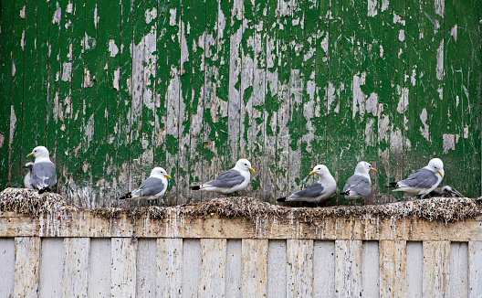 group of seagull on a windowsill