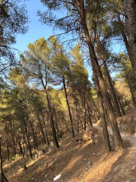 istock Reservoir of El Chorro 1611766714