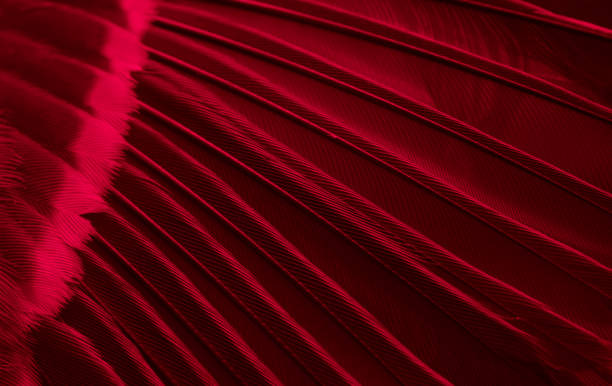 istock red feather tit macro photo. texture or background 1611766723
