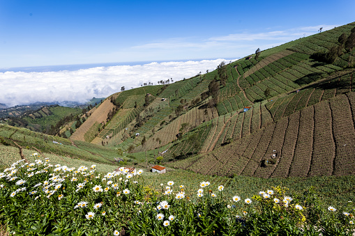 Inca terraced farms in Peru