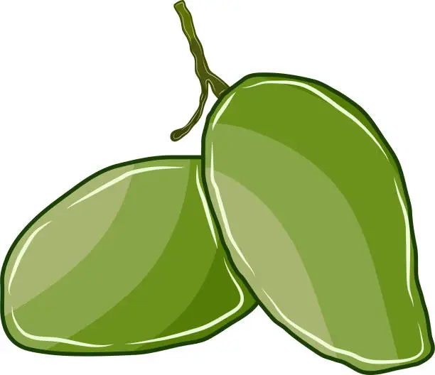 Vector illustration of Two green mango fruits together