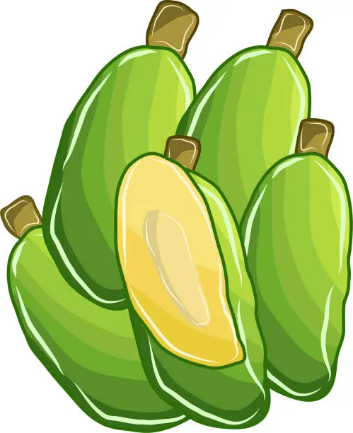 Vector illustration of Many green mango fruits together