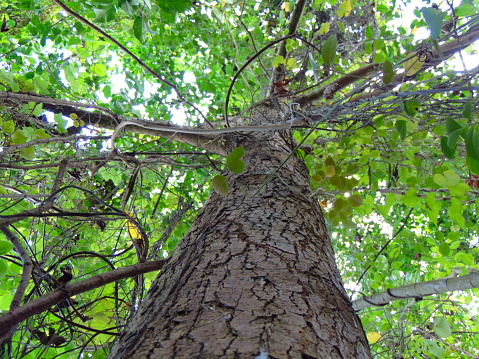 big tree with leaves and branches in the background, taken from the bottom corner