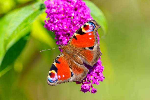 A breathtaking closeup of a vibrant Peacock butterfly proudly displaying its stunning vivid colors among lush greenery