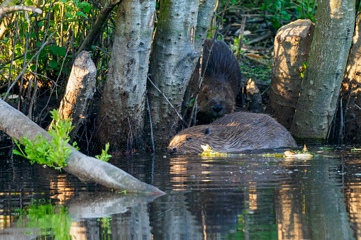 Two Eurasian Beavers (Castor fiber) on the bank of a pond in Scotland