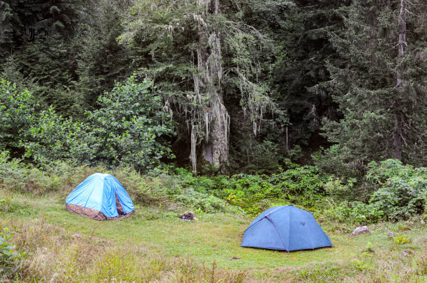istock Two blue tents under the old spruce tree 1611839943