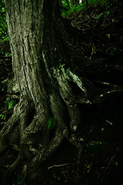 istock Tree Root, Look at Things Up Close | Mt. Haruna, Japan 1611850109