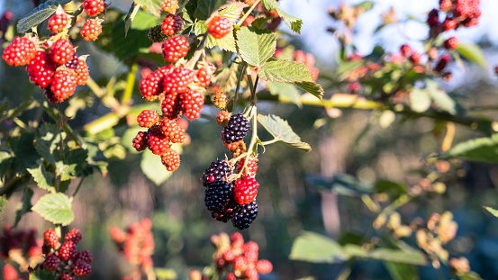 Fresh blackberries ripening on the branch