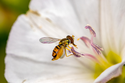 A Syrphus Eastern Calligrapher  forages on flower in summer.