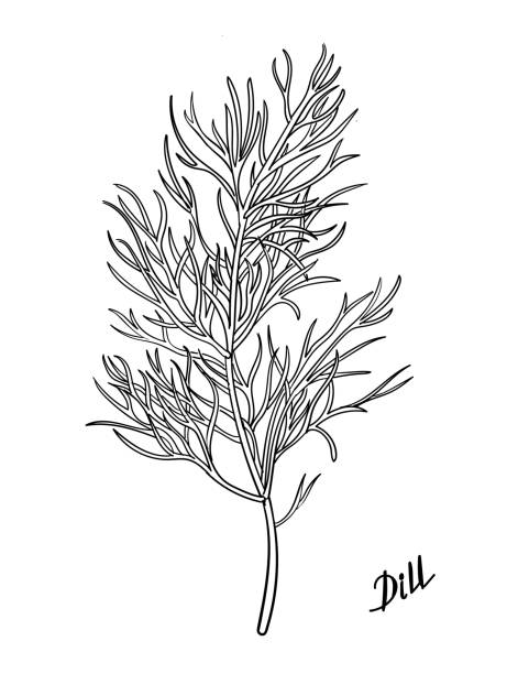 illustrazioni stock, clip art, cartoni animati e icone di tendenza di aneto disegnato a mano. mazzo di schizzo di inchiostro di erbe aneto - aneto