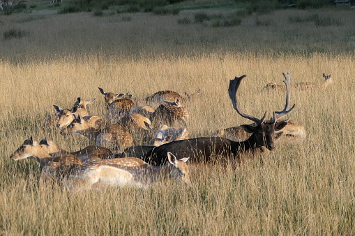 a bull elk bedded with his harem of cows during the fall rut