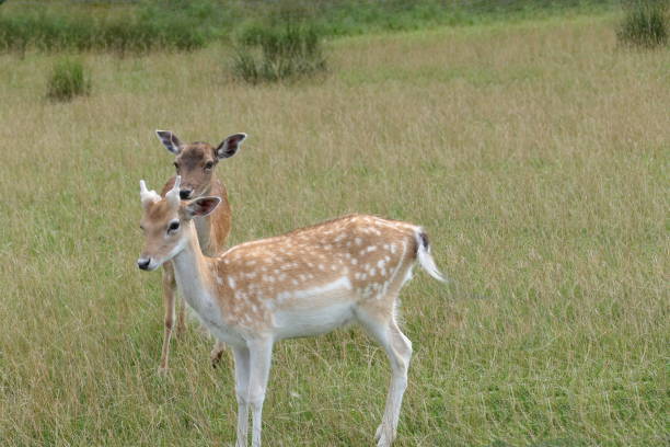 At dawn. Jung buck and doe at a forest clearing.