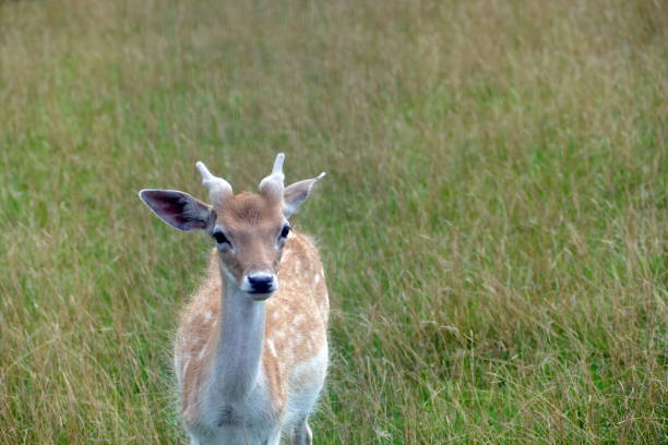 At dawn. Jung buck  at a forest clearing.