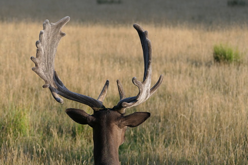 Large shed from stag with white points lying on the ground in mountains. Massive deer antler hidden in dry grass on a meadow in spring nature.