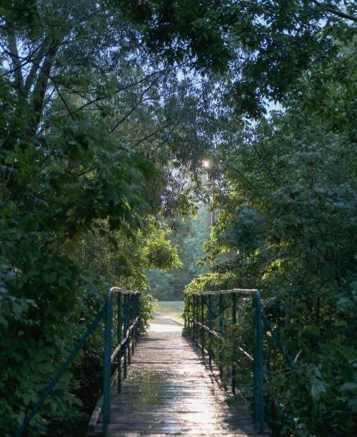 istock small bridge among the trees in rainy weather 1611885368