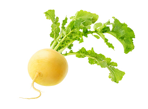 One yellow turnip with leaves isolated on white background