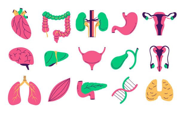 Human internal organ isolated set. Vector flat graphic design illustration Human internal organ isolated set. Vector flat graphic design diagram of female reproductive system drawings stock illustrations