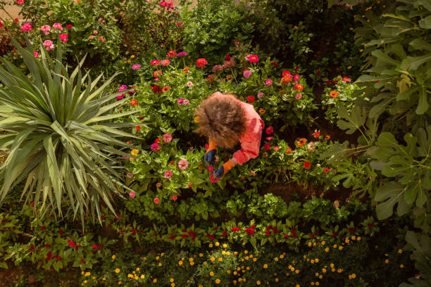 istock Watering flowers in garden 1611919273