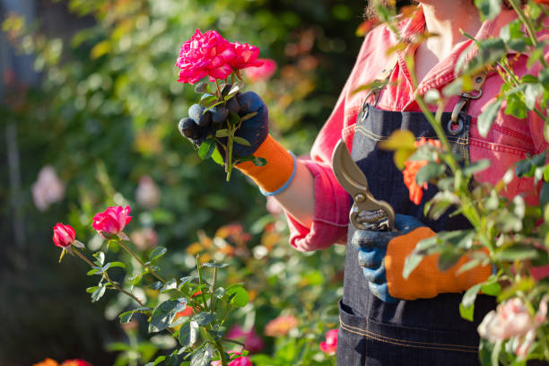 istock Fresh roses from young man's garden 1611926296