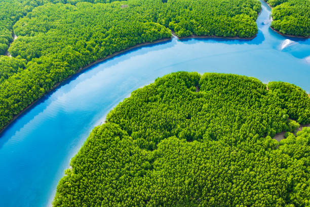 istock beautiful exotic green forest mangroves with blue river. 1611927384