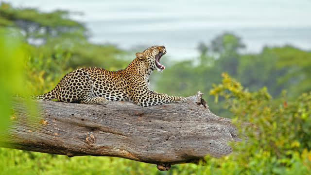 SLOW MOTION A leopard yawns in a tree. Beautiful leopard resting in tree