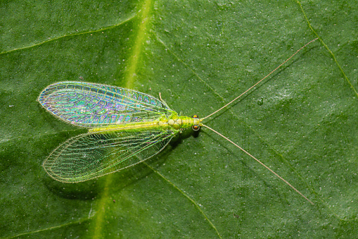 Closeup green lacewing (Chrysopa/Mallada basalis) pest control on green leaf background