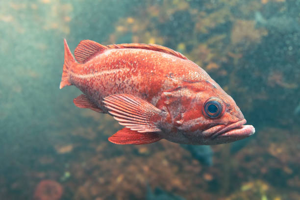 Vermilion rockfish Vermilion rockfish swimming steadily through the water ocean perch stock pictures, royalty-free photos & images