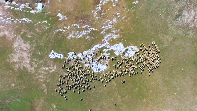 Aerial view of herd of shepherd, dog and sheep in barren treeless steppe
