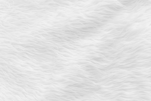 Fur background with white soft fluffy furry texture hair cloth of sheepskin for blanket and carpet interior decoration