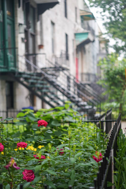 istock Front garden in Montreal. 1611970103