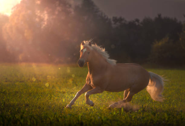 istock Haflinger horse with white mane is running on the sunset 1611989926