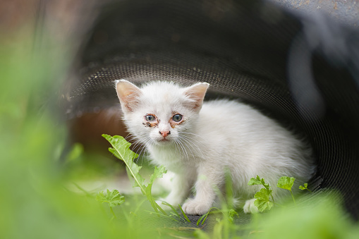 Kitten eye disease. Small white kitten with eye disease. Kitten sits on the ground among the green grass
