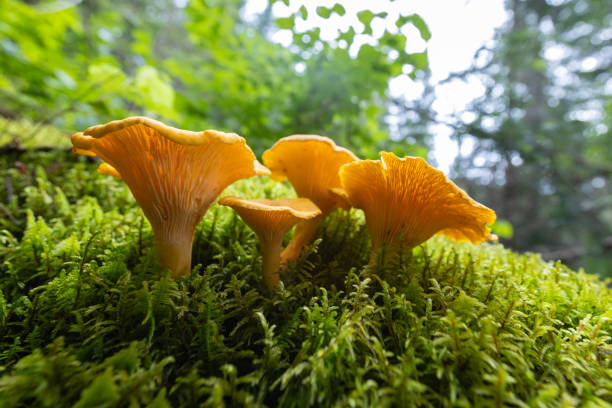 istock Smooth chanterelle mushroom -Cantharellus lateritius 1612004911