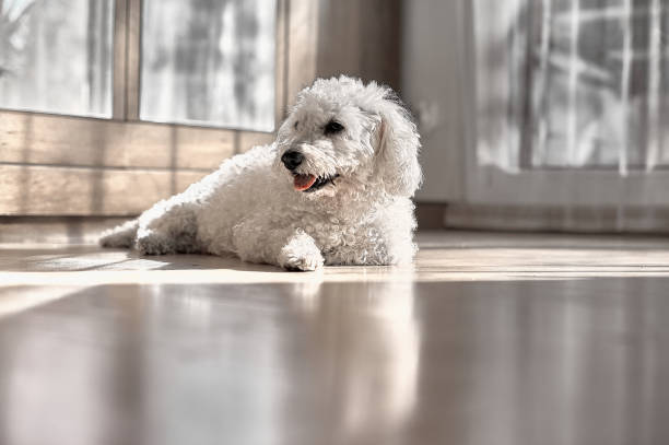 istock Bichon frize dog lying looking on a parquet floor . 1612005503