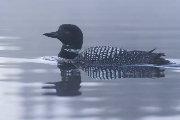 istock Common loon or great northern diver 1612006641