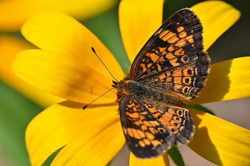 Bay Checkerspot butterfly (Euphydryas editha bayensis) on a tidytips (Layia platyglossa) wildflower; classified as a federally threatened species, south San Francisco Bay area, San Jose, California