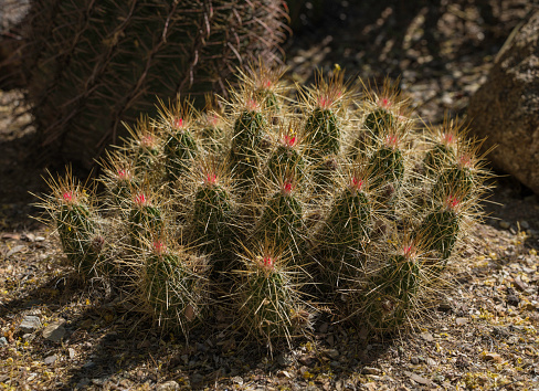 This panning video shows a scenic cactus garden full of gorgeous blooming cacti plants.