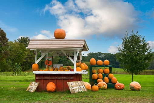 Pumpkin stall.