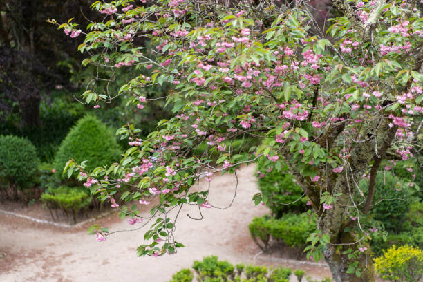 istock Sakura cherry blossoms in the botanical garden in Lisbon 1612040491