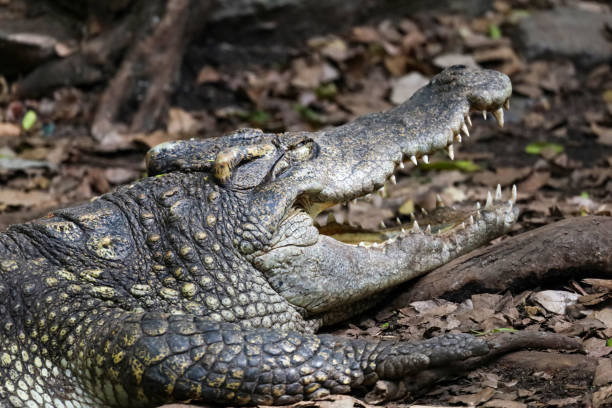 istock Close up crocodile is action show head in garden 1612050329