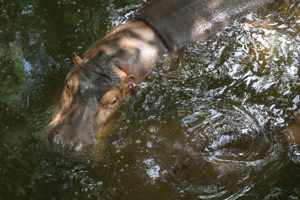 istock The Big hippopotamus is float in river 1612050864