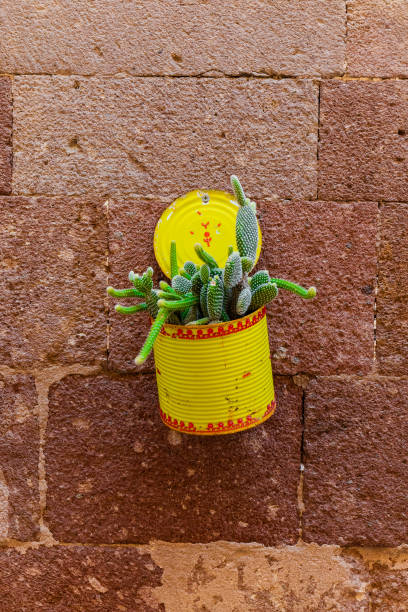 upcycling flower pot with cactus on stone wall stock photo
