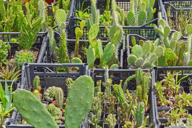 Photo of Cactus plants crates