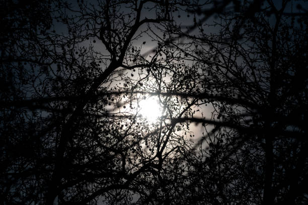 istock The winter sun shines through a treetop 1612071729