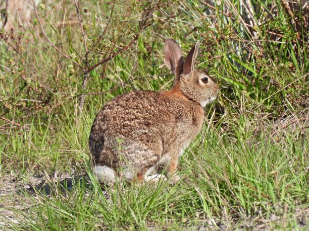 istock Eastern Cottontail Rabbit (Sylvilagus floridanus) resting in the grass 1612073882