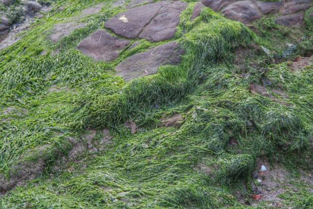 istock Rock with growth on the beach. 1612077576